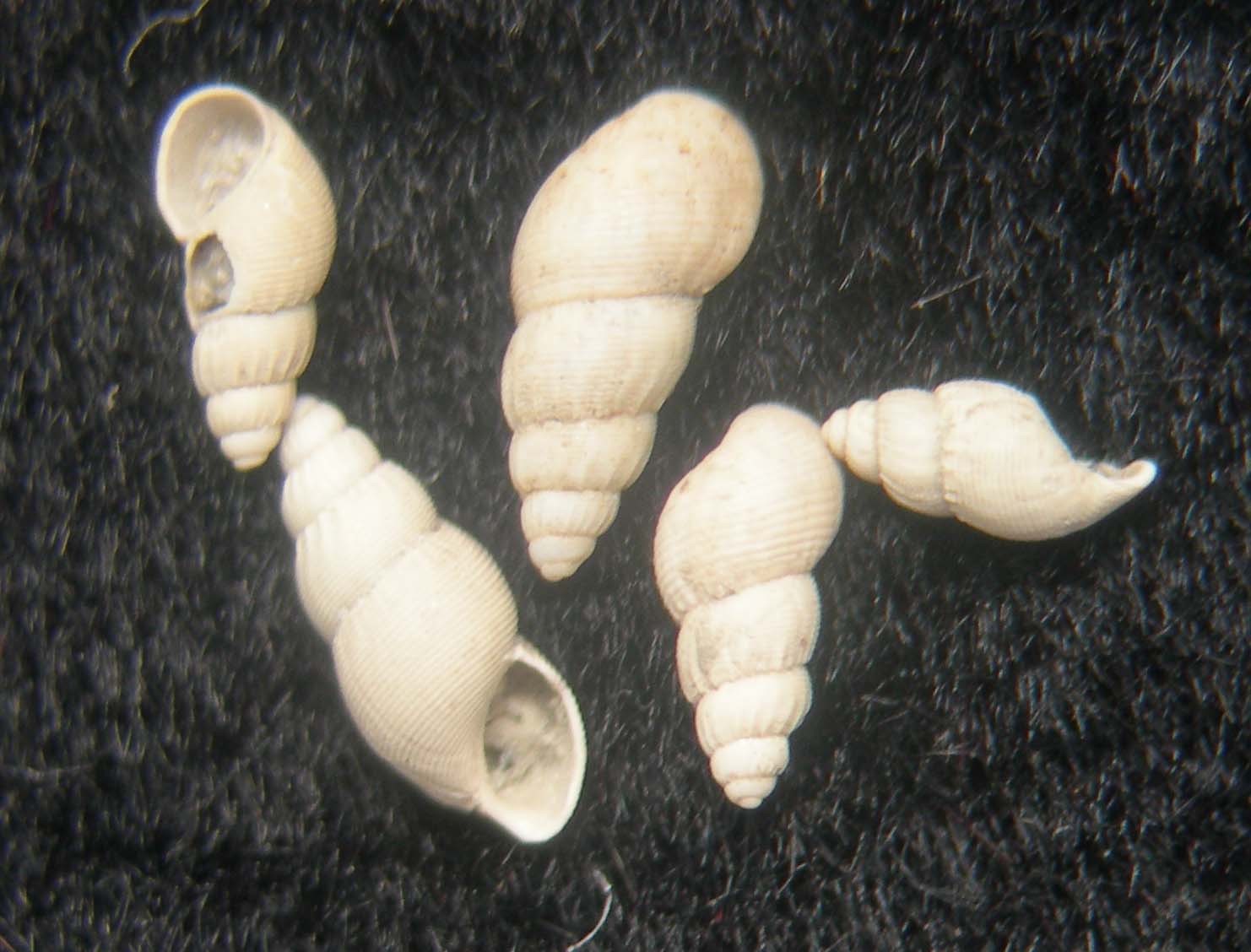 conchiglie ritrovate - specie atlantiche